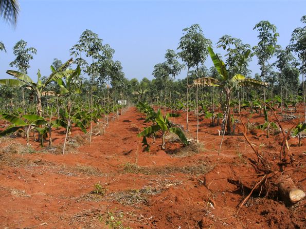 Rubberplantage met tussenbeplanting van bananen.